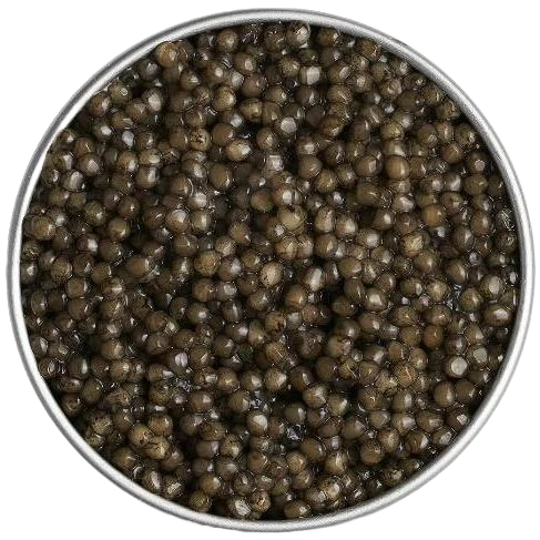 Platinum Osetra