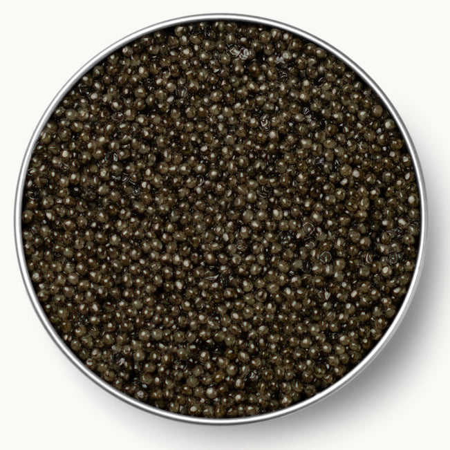Sevruga Sturgeon Caviar